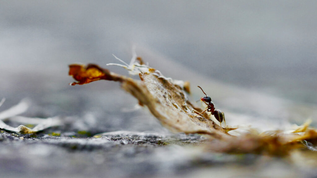 Fotografia macro de uma formiga sobre um ramo