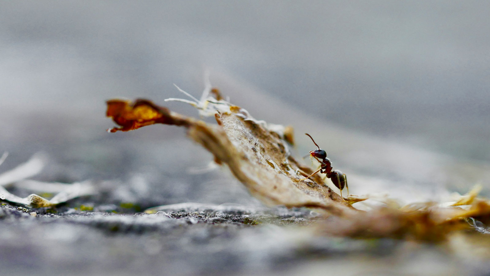 Fotografia macro de uma formiga sobre um ramo